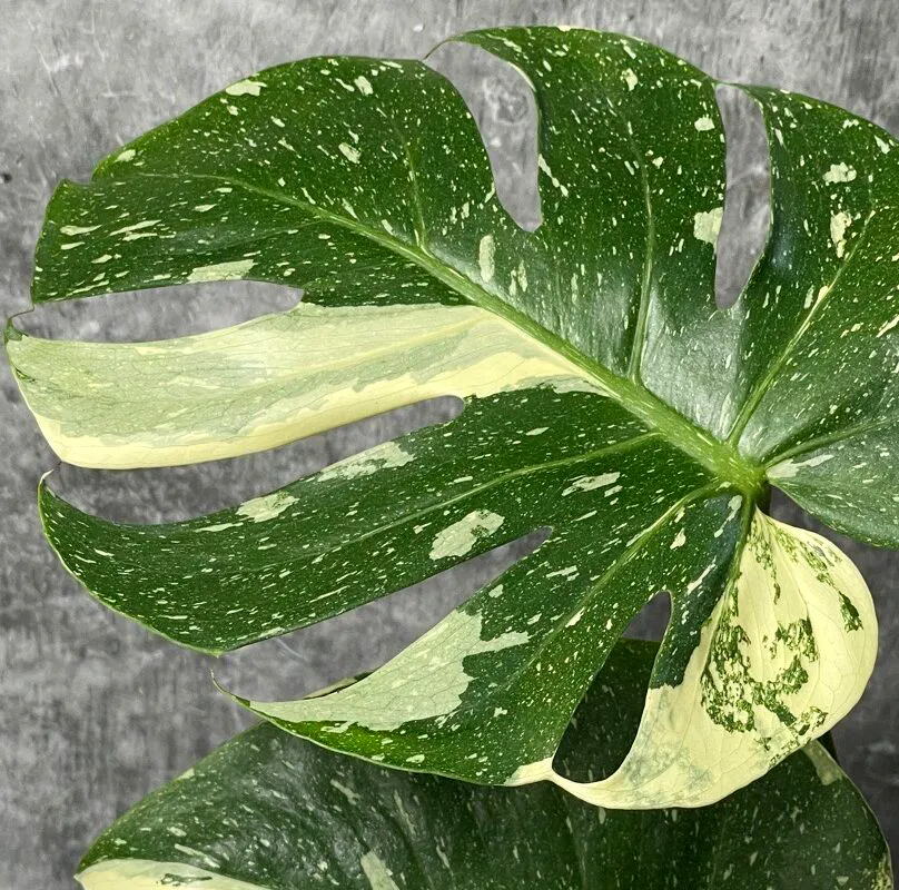 Monstera deliciosa Thai Constellation - Gwiezdna monstera.