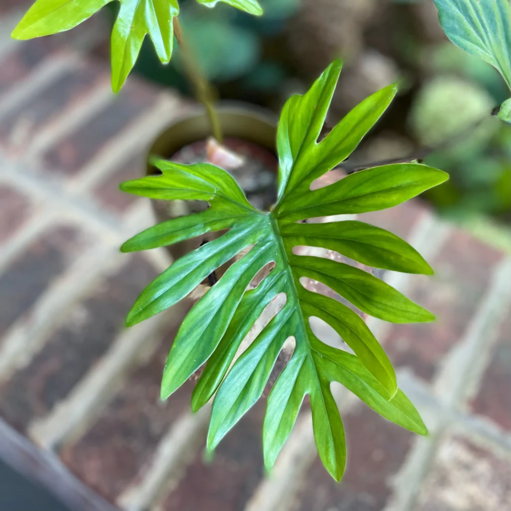 Philodendron (Filodendron) Mayoi. Zielona tajemnica dżungli.