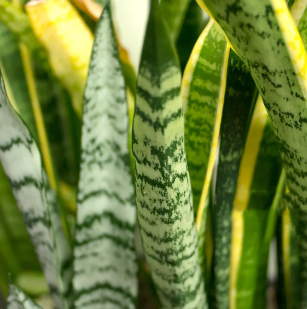 Sansewieria (Sansevieria) aubrytiana Dragon - Smok w doniczce.