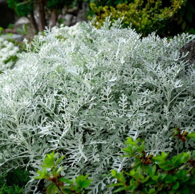 Starzec srebrzysty Senecio cineraria. Iskry srebra w ogrodzie.