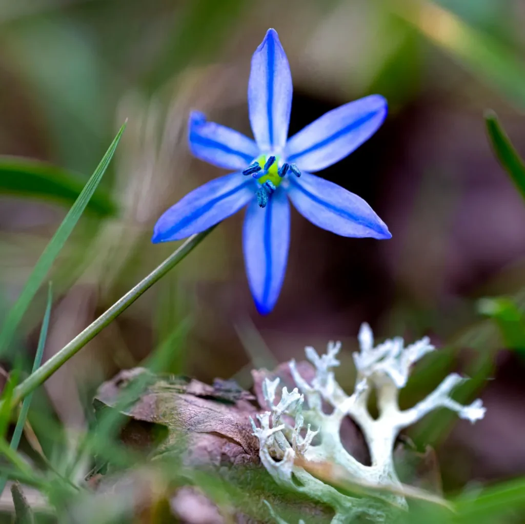 Szafirek syberyjski Cebulica Scilla sibirica - Niebieski sen.