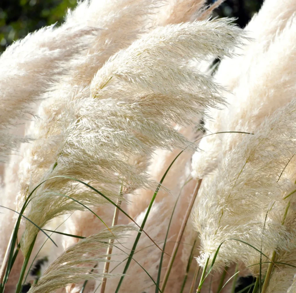 Trawa pampasowa White Feather - Puszyste pióra natury.