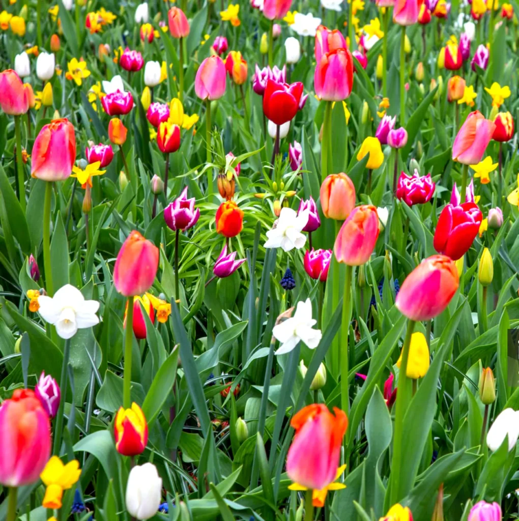 Tulipan botaniczny Tulipa species - Dziki skarb ogrodu.