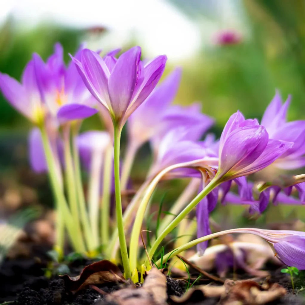 Zimowit jesienny Colchicum autumnale - Jesienna magia.