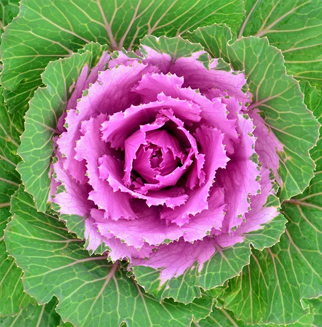 Kapusta ozdobna Brassica oleracea. Barwny spektakl jesieni.